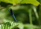 1 - Banded Demoiselle.jpg